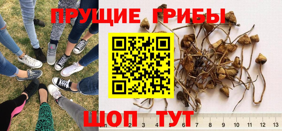 Галлюциногенные грибы прущие грибы  Псилоцибиновые грибы Psilocybine cubensis  Вход с VPN  Гай 